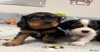 Cavalier King Charles Spaniel dogs - Advert 4