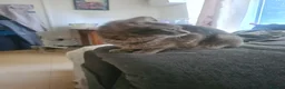 Mixed Breed cats for sale: 3 kittens  - Advert 2
