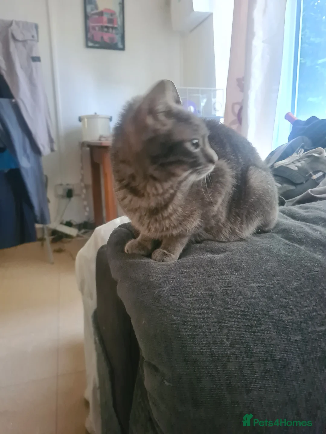 Mixed Breed cats for sale: 3 kittens  - Advert 2