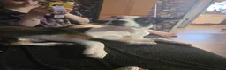 Mixed Breed dogs for sale: Lucifer - Advert 2
