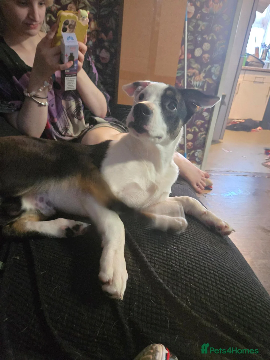 Mixed Breed dogs for sale: Lucifer - Advert 2