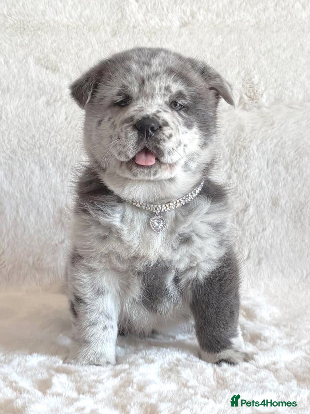 Chow Chow dogs for sale: Exotic colour chowsky puppies for sale  - Image 20