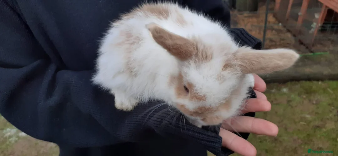 Mini Lop rabbits for sale: Mini lop babies  - Advert 6
