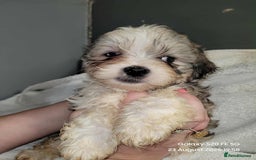 Lhasa Apso dogs for sale: Beautiful lhasa apso  - Image 2