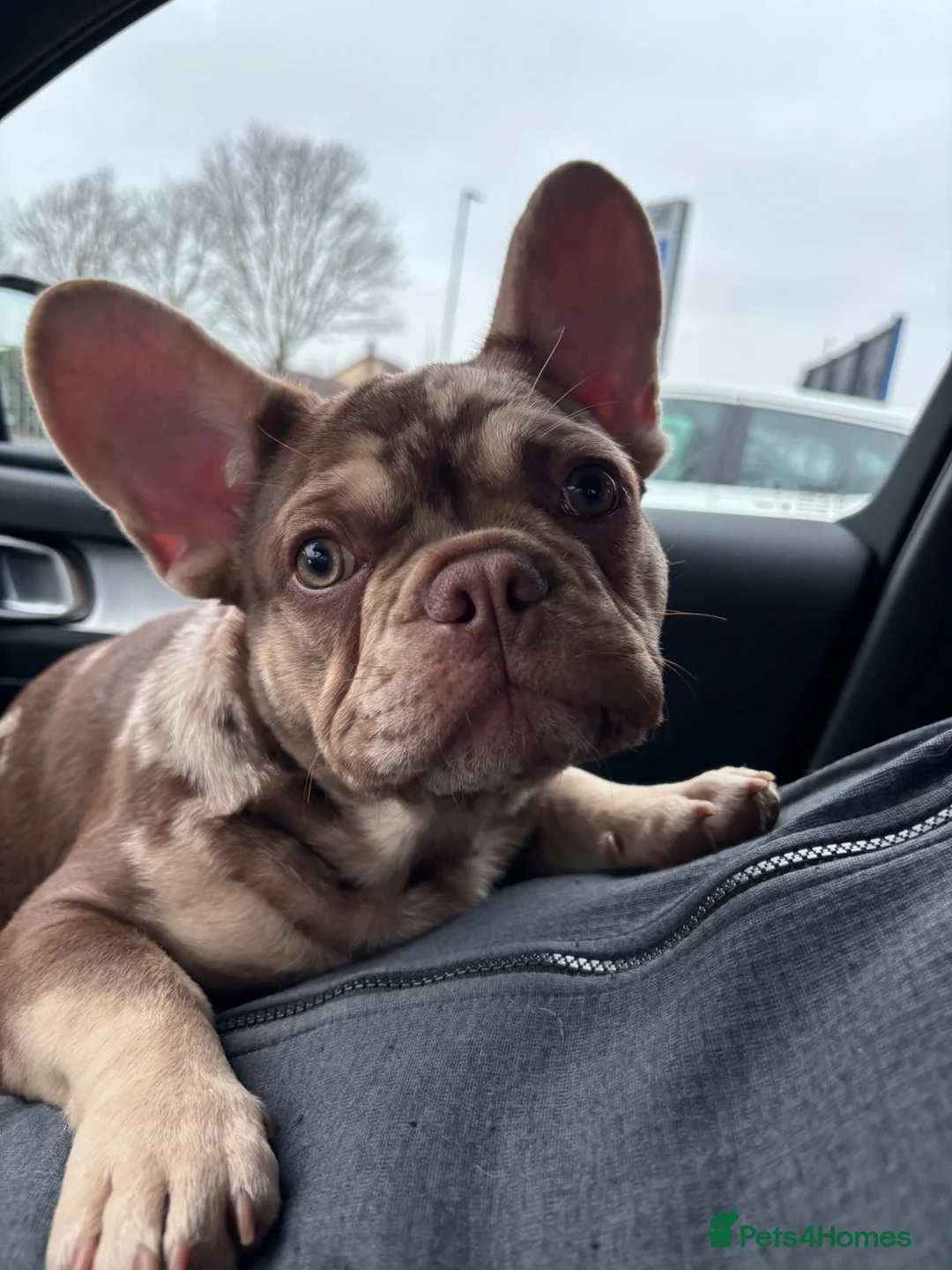 French Bulldog dogs for sale: Rojo Merle boy French bulldog puppy - Advert 2