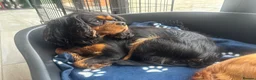 Cavalier King Charles Spaniel dogs for sale: Beautiful KC reg CKCS female 3yrs old - Advert 5