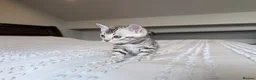 Bengal cats for sale: 🖤🩶🤍 Stunning Bengal Kittens 🤍🩶🖤 - Advert 18