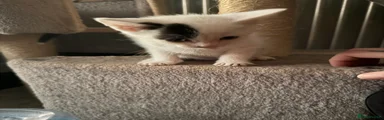 Mixed Breed 3