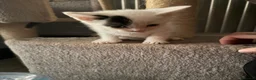 Mixed Breed cats for sale: 6 beautiful kittens  - Advert 6