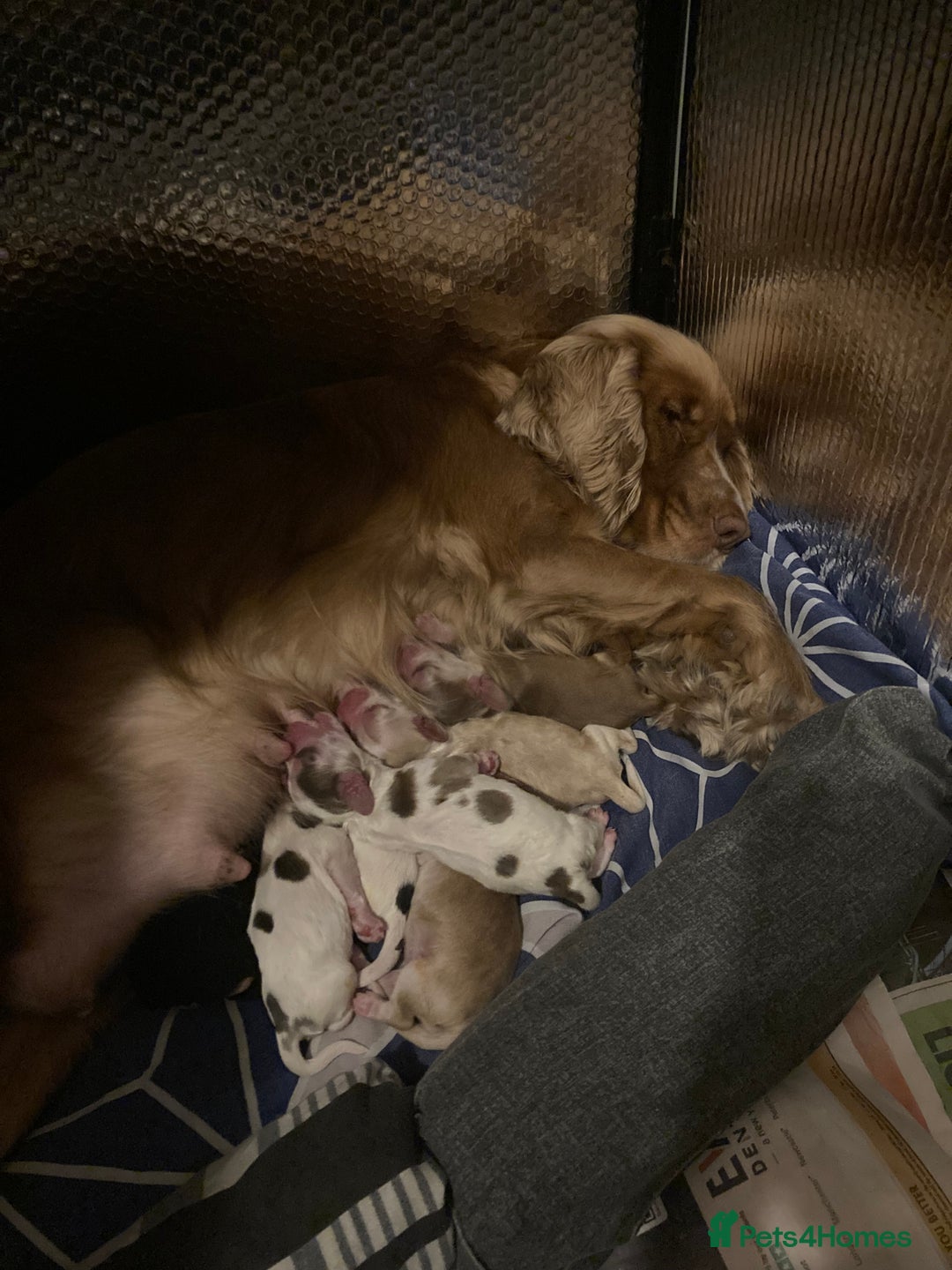 Cocker Spaniel dogs for sale: ‘Show Type’ Cocker Spaniel Puppies. KC Registered. - Image 3