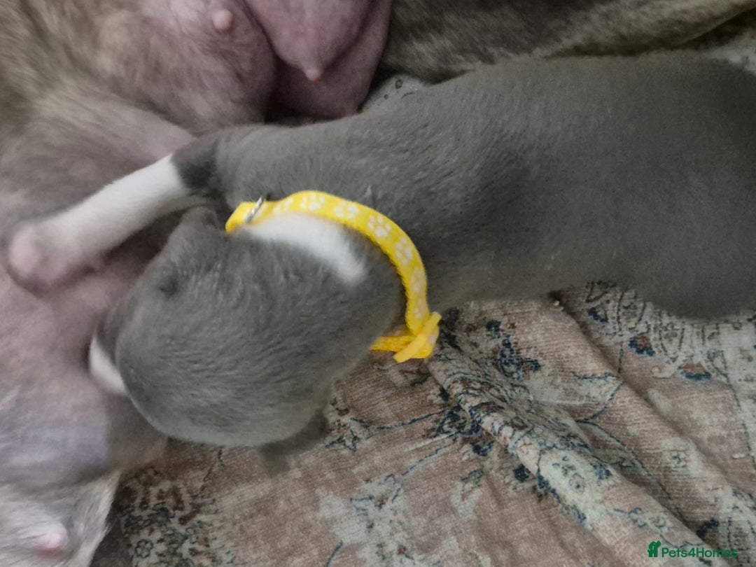 Whippet dogs for sale: Stunning KC Registered Blue Whippet Puppies - Image 33