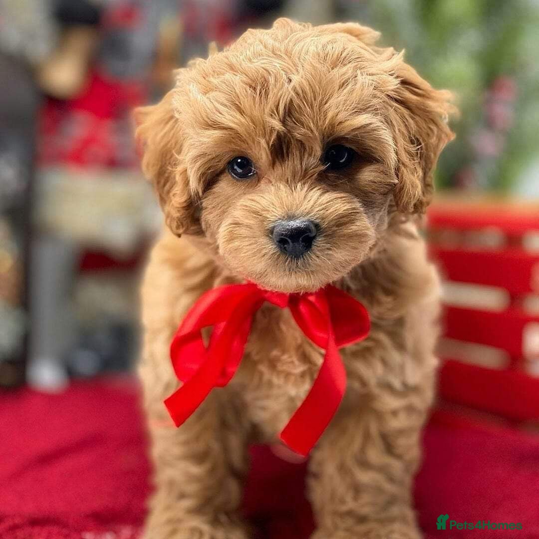 Cavapoo dogs for sale: Beautiful cavapoo puppies ready for a loving home - Image 1