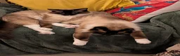 Ragdoll cats for sale: Tinker and Tucker  in Shrewsbury - Advert 6
