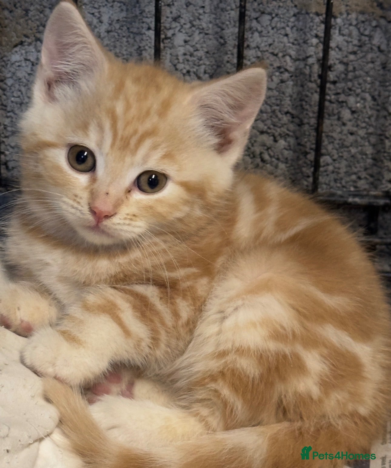 Mixed Breed cats Stunning kittens ready now - Advert 1