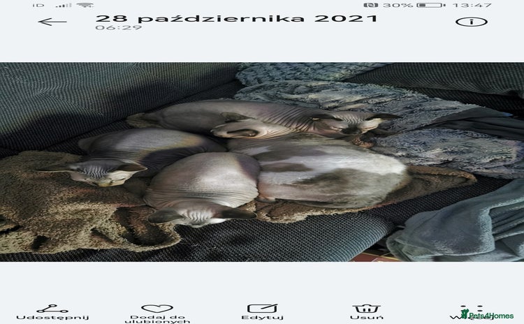 Sphynx cats - Advert 5