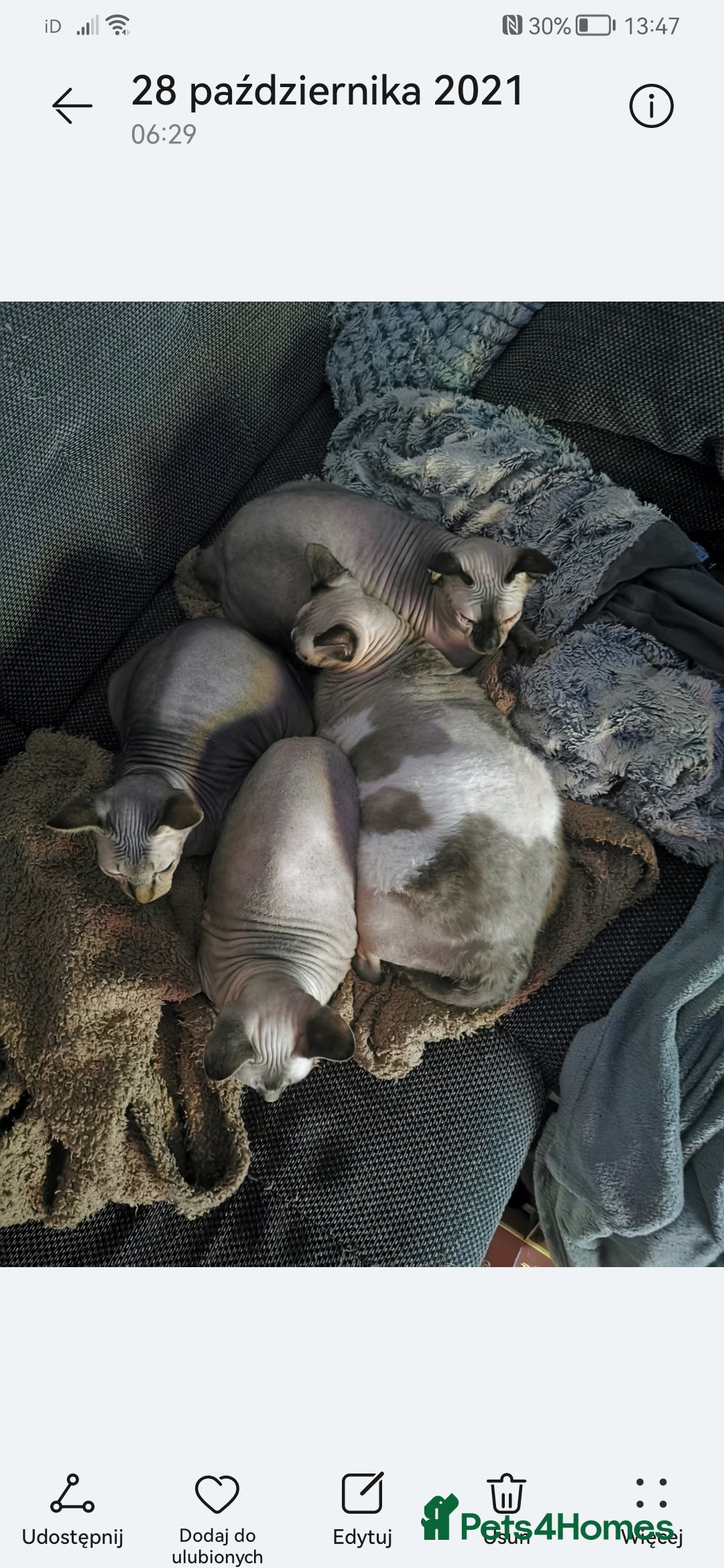 Sphynx cats for sale: Szogun - Image 1