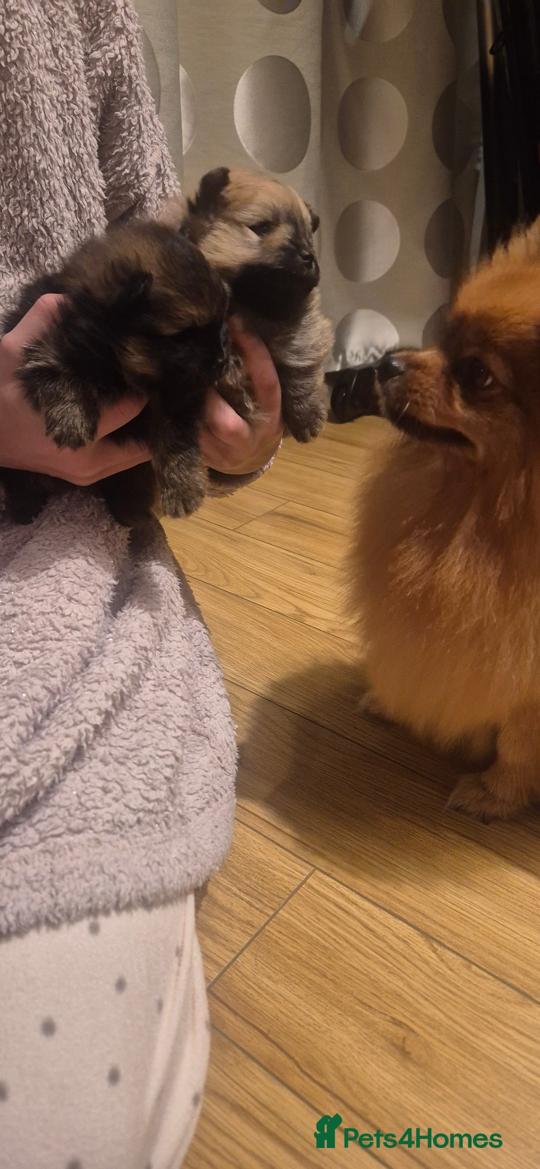 Pomeranian dogs for sale: Beautiful Pomeranian Puppies - Advert 2