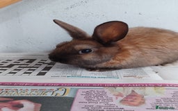 Lionhead rabbits for sale: 2 cute lionhead rabbits come with cage and food - Image 7