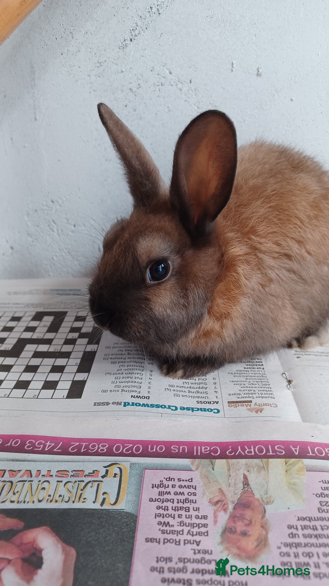 Lionhead rabbits for sale: 2 cute lionhead rabbits come with cage and food - Image 7