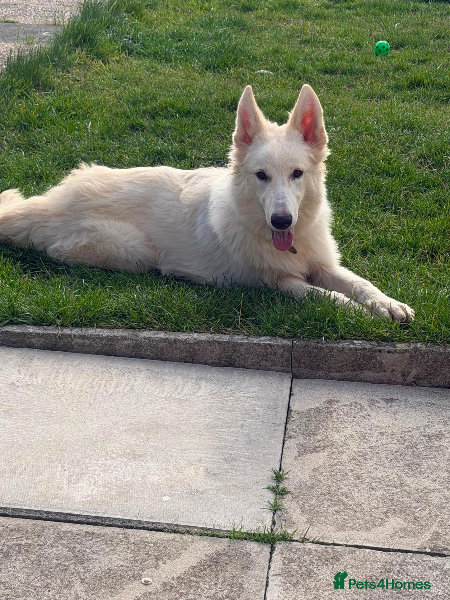 German Shepherd dogs 7 MONTH OLD WHITE GERMAN SHEPHERD - Advert 1