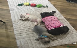 French Bulldog dogs for sale: 1 Female and 1 male French Bulldog Puppy available - Image 14