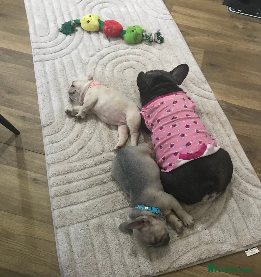 French Bulldog dogs for sale: 1 Female and 1 male French Bulldog Puppy available - Image 14
