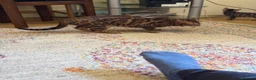 Bengal cats for sale: Ticca registered active male  - Advert 6