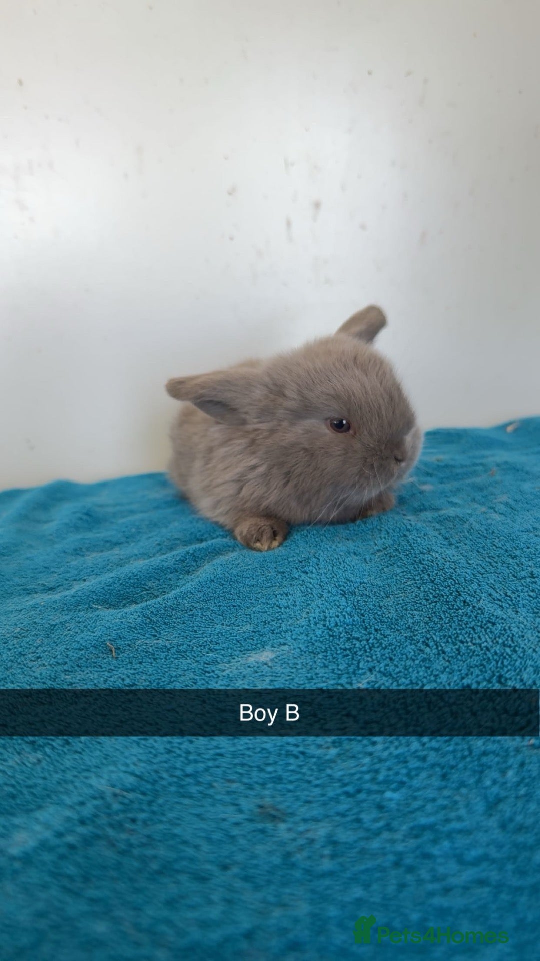 Mini Lop rabbits Pure mini lop rabbits to be reserved  - Advert 2