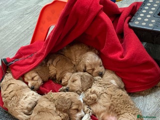 Cockapoo dogs F1 Cockapoo puppies - Advert 4