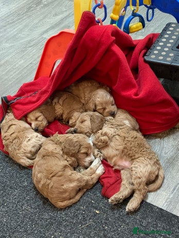 Cockapoo dogs - Advert 1