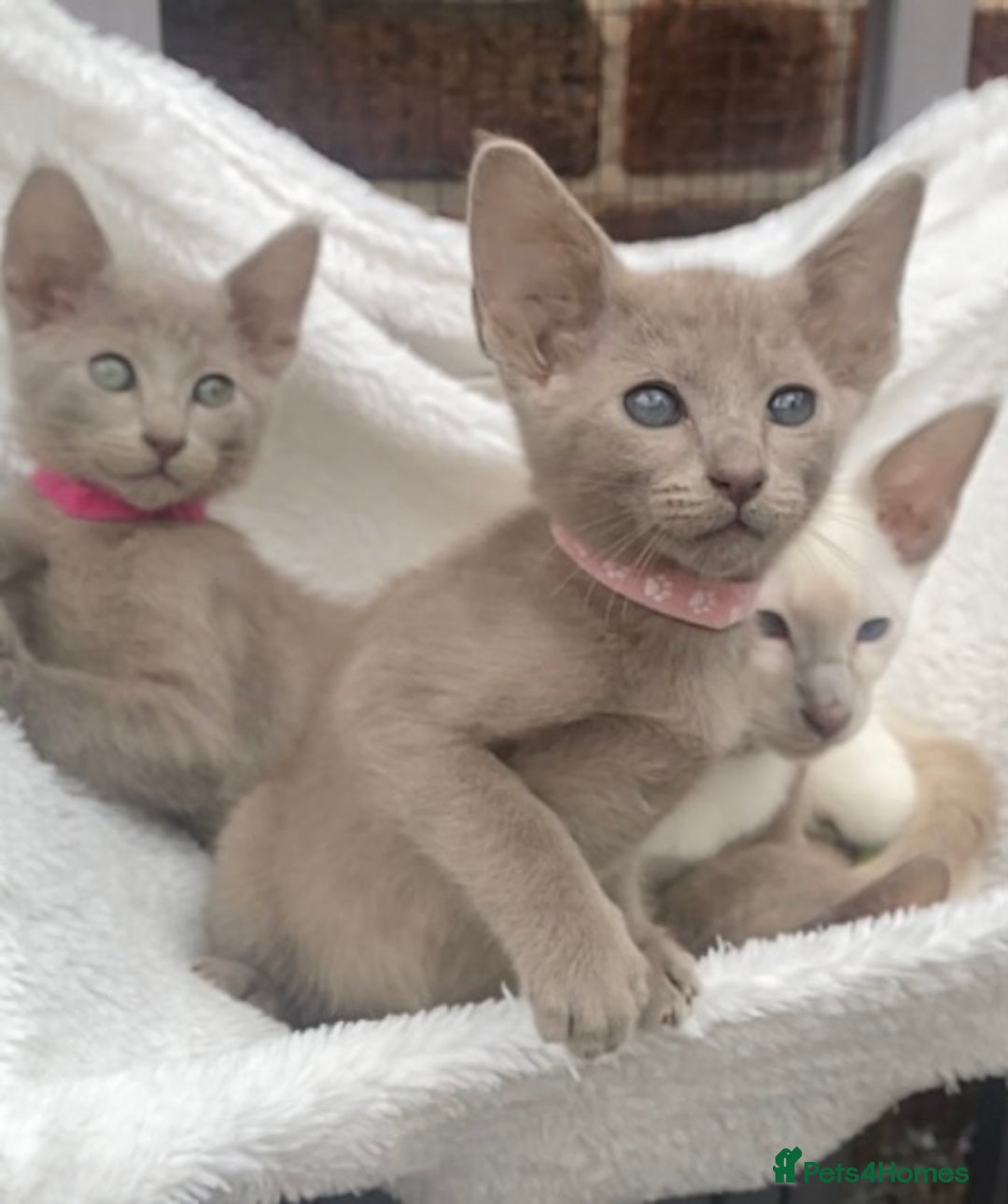 Mixed Breed cats for sale: Oriental X Siamese  - Image 37