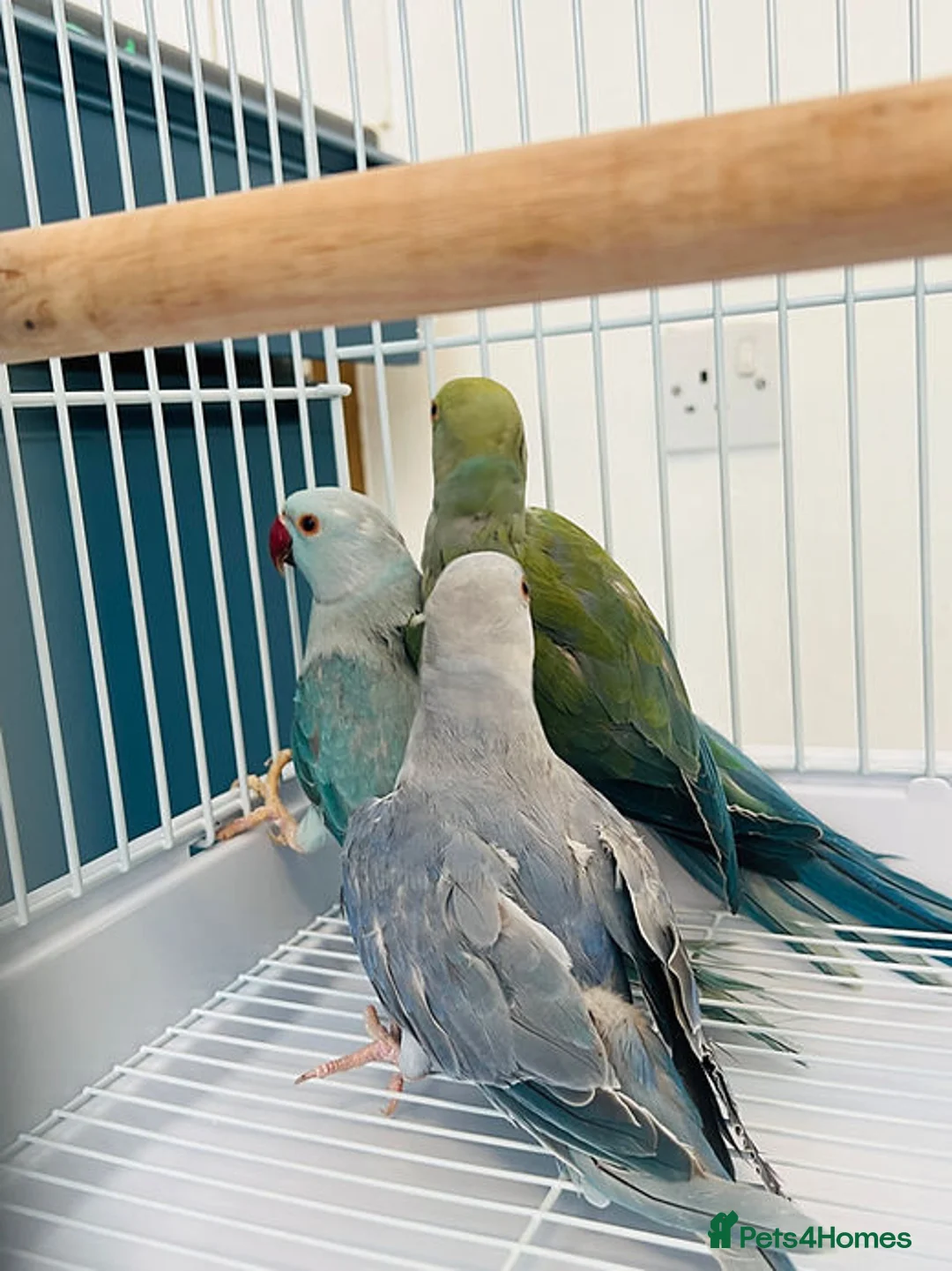 Ringnecks birds for sale: Young Indian Ringnecks Blue and Green - Advert 3