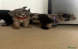 Cockapoo dogs for sale: BEAUTIFUL COCKAPOO PUPPIES LOOKING FOR LOVING HOME - Image 8