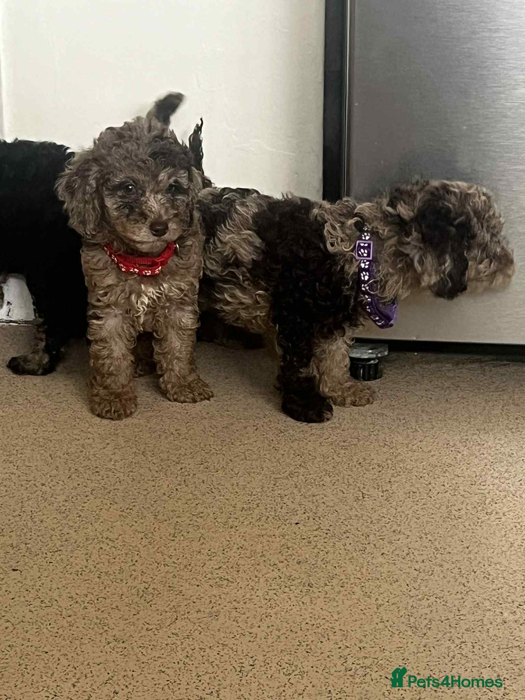 Cockapoo dogs for sale: BEAUTIFUL COCKAPOO PUPPIES LOOKING FOR LOVING HOME - Image 8