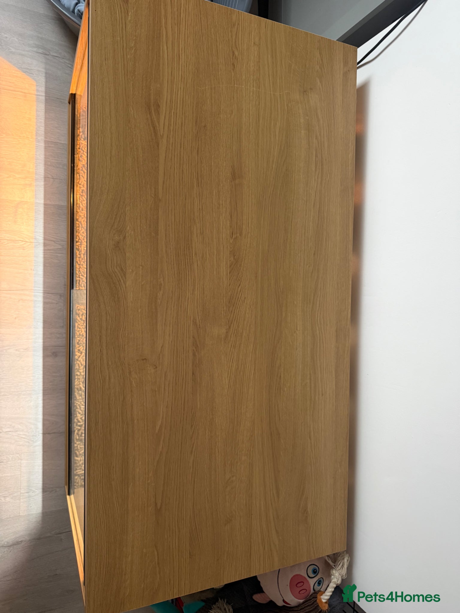 Tortoise reptiles (Harold) Horsfield turtle - Advert 1