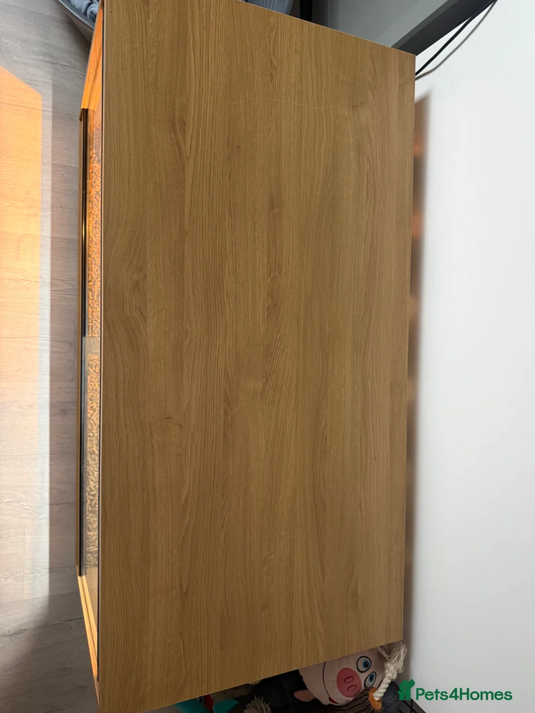 Tortoise reptiles for sale: (Harold) Horsfield turtle in Sandy - Advert 1