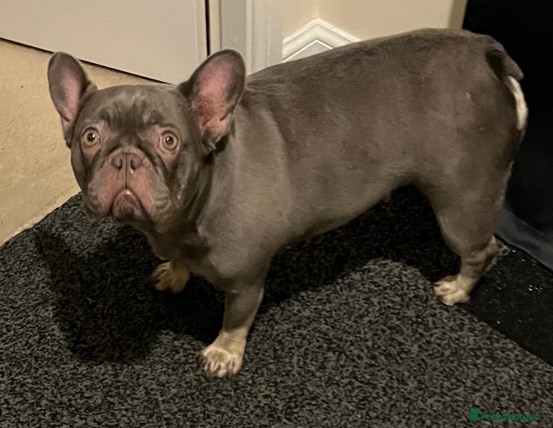 French Bulldog dogs for sale: Beautiful female frenchie  - Advert 3