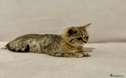 British Shorthair cats for sale: Charming pure BSH kitten - Image 7