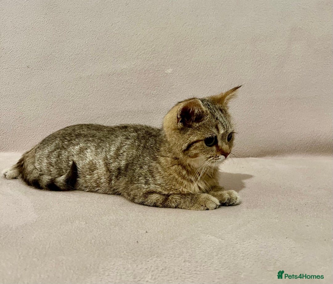 British Shorthair cats for sale: Charming pure BSH kitten - Image 7