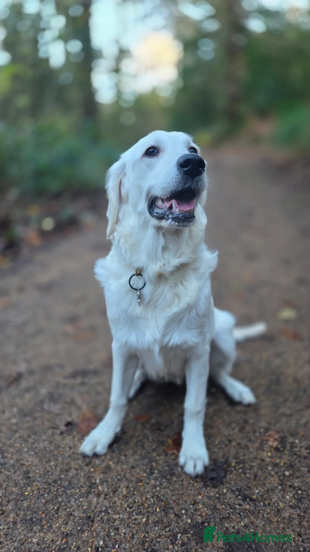 Golden Retriever dogs for sale: Lilly golden retriever 7 months old kc registered  - Advert 2