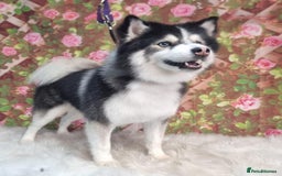 Pomsky dogs for sale: (Perfect Pomskies UK) 2 Female F3 Pomskies - Image 2