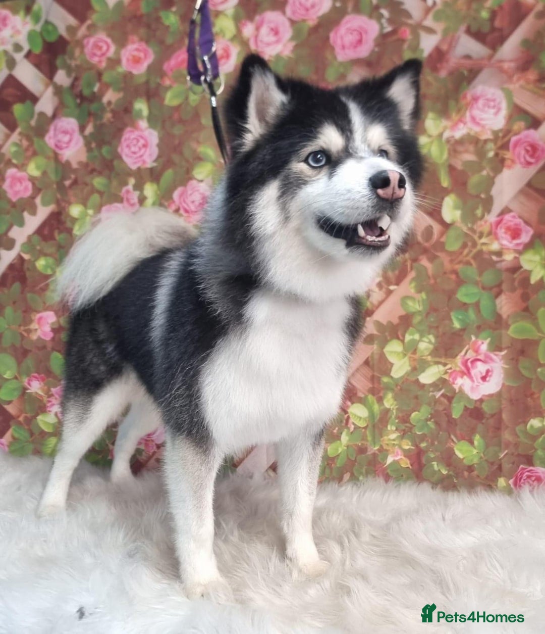 Pomsky dogs for sale: (Perfect Pomskies UK) 2 Female F3 Pomskies - Image 2