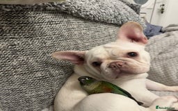French Bulldog dogs for sale: Such a honest little lady - Image 10