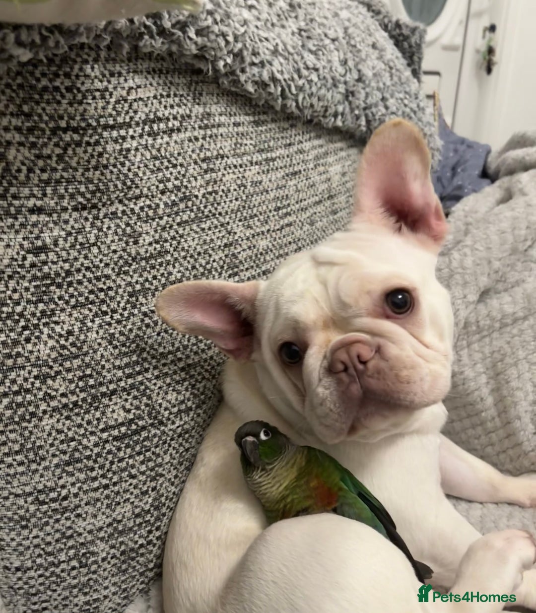 French Bulldog dogs for sale: Such a honest little lady - Image 10