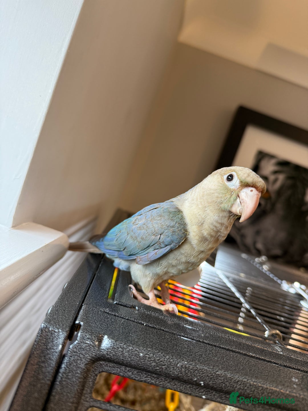 Conures birds for sale: Baby Hand Reared Conures 18 weeks Old - Image 7