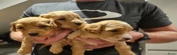 Maltipoo dogs for sale: Maltipoo Puppies for Sale - Advert 14