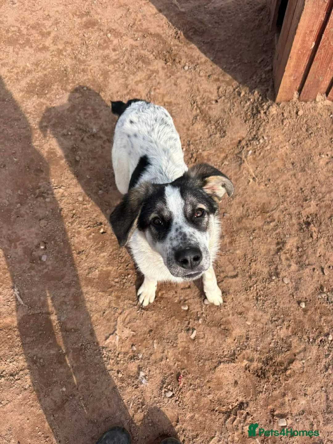 Mixed Breed dogs for adoption: Meet Solar, currently residing in Cheshire  in Nantwich - Advert 9