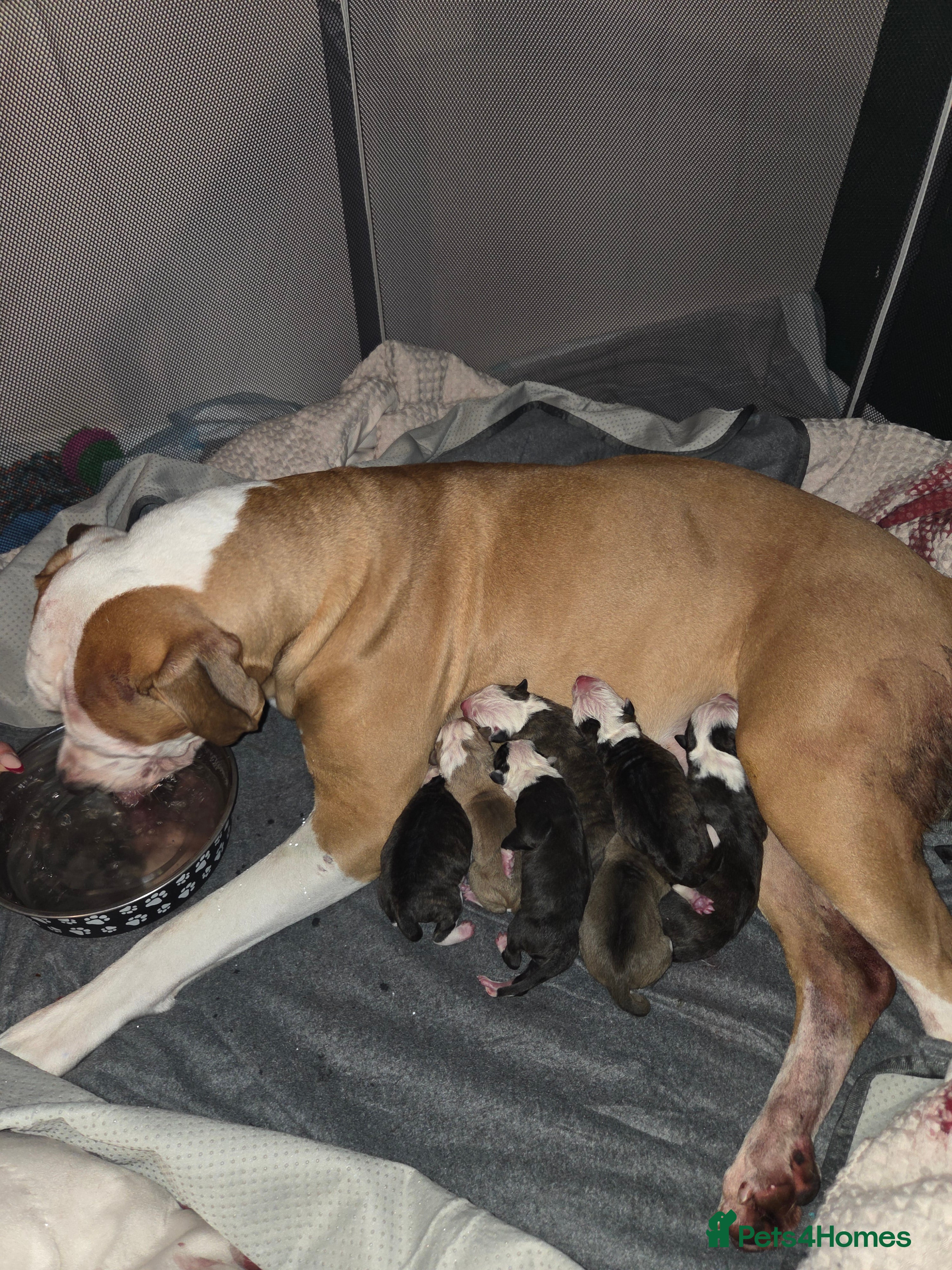 American Bulldog dogs AMERICAN BULLDOGS PURE BREEDS  - Advert 2