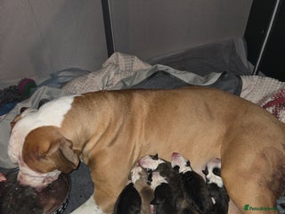 American Bulldog dogs AMERICAN BULLDOGS PURE BREEDS - Advert 1