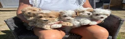 Maltipoo dogs for sale: Maltipoo puppies  - Advert 2